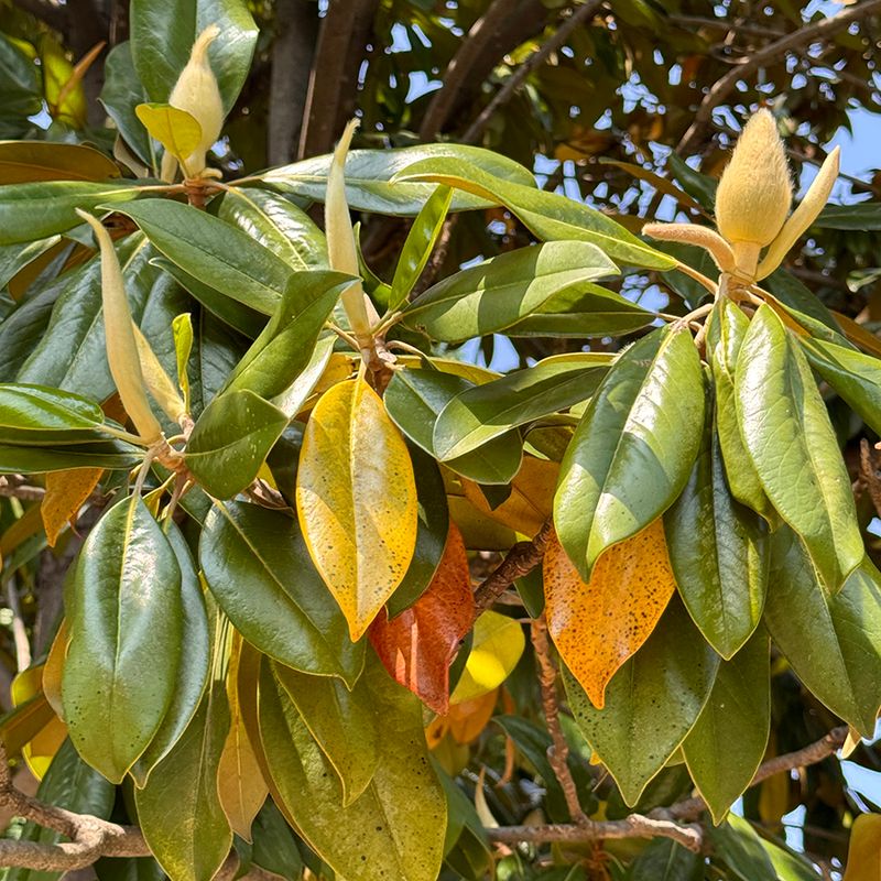 Root Stress Often Shows Up In The Leaves Root Stress Often Shows Up In The Leaves