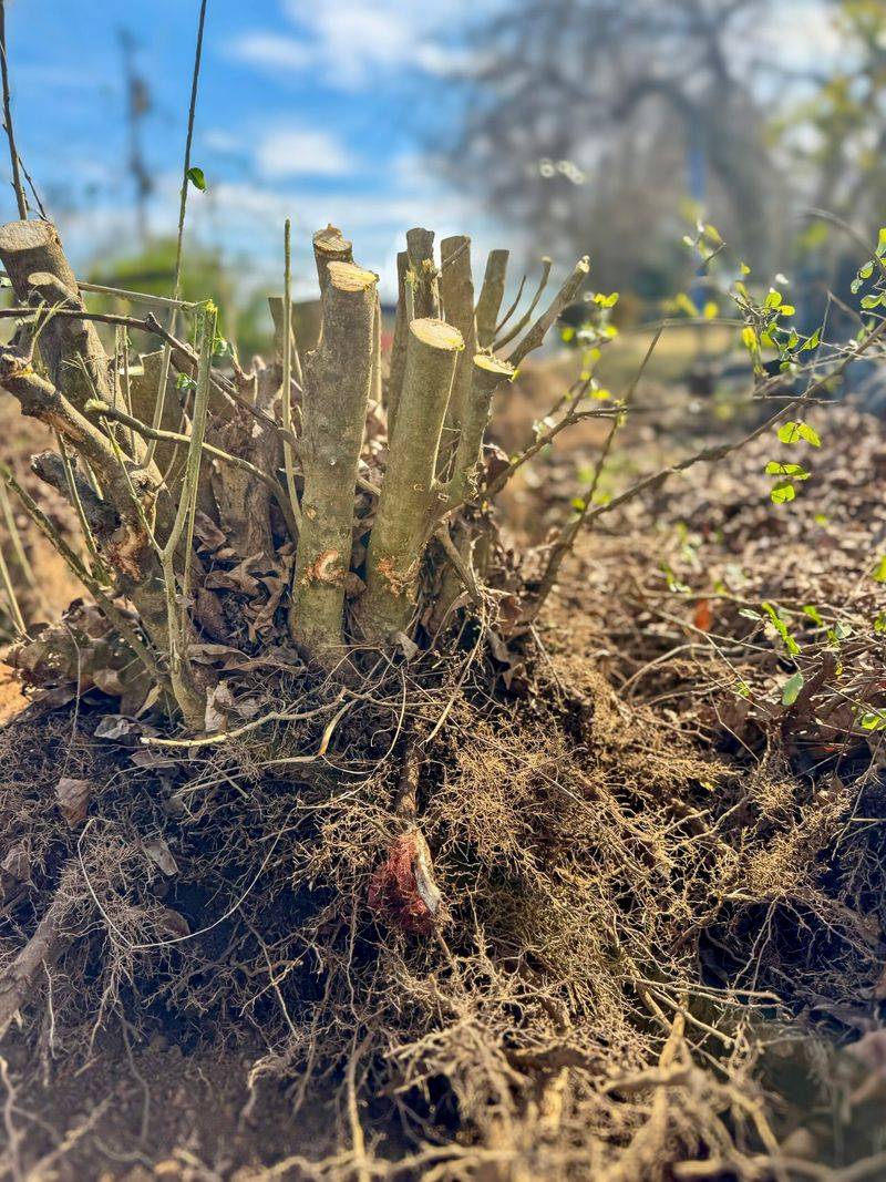Root Suckers Can Push New Growth Beyond The Original Hedge Root Suckers Can Push New Growth Beyond The Original Hedge