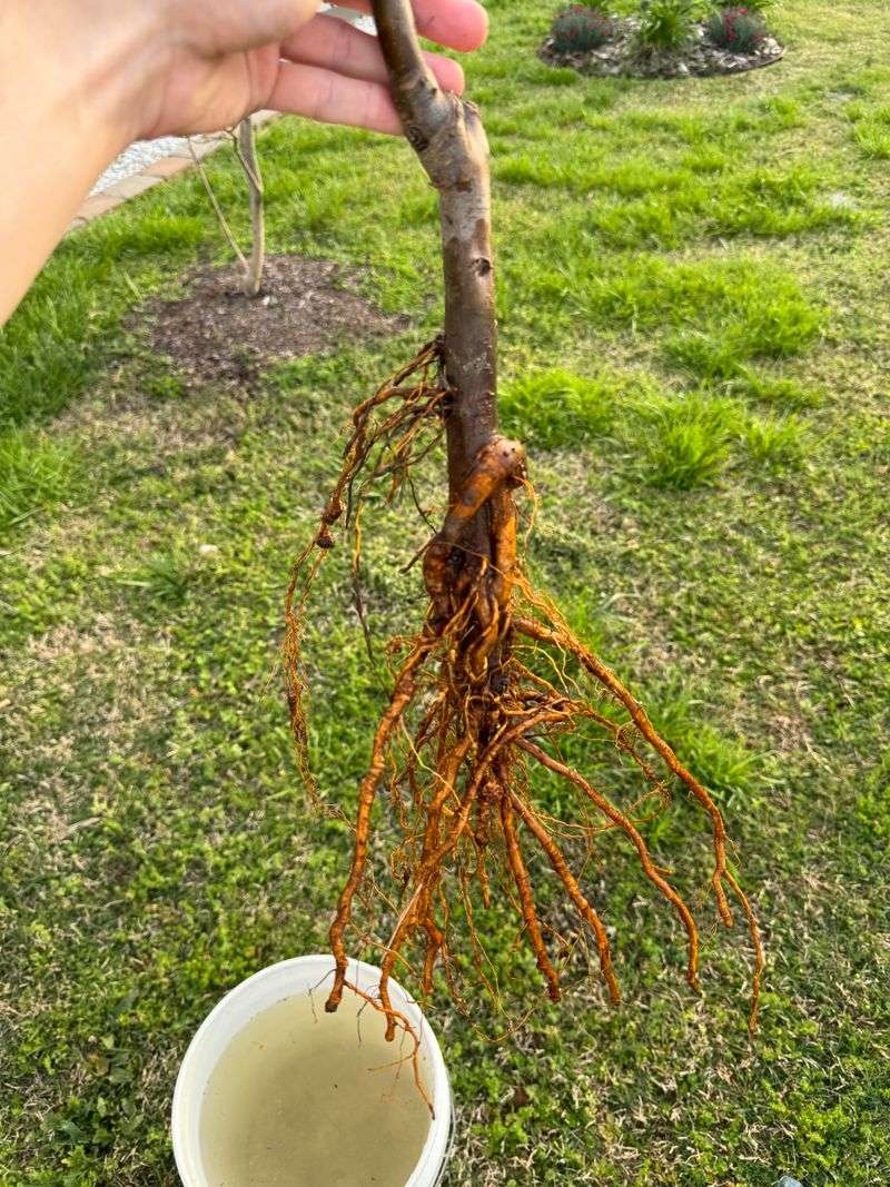 Root Systems Weaken When Nutrients Arrive Too Late Root Systems Weaken When Nutrients Arrive Too Late