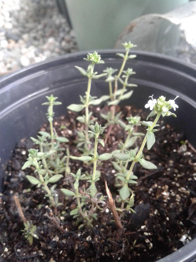 Root Thyme Before The Season Turns