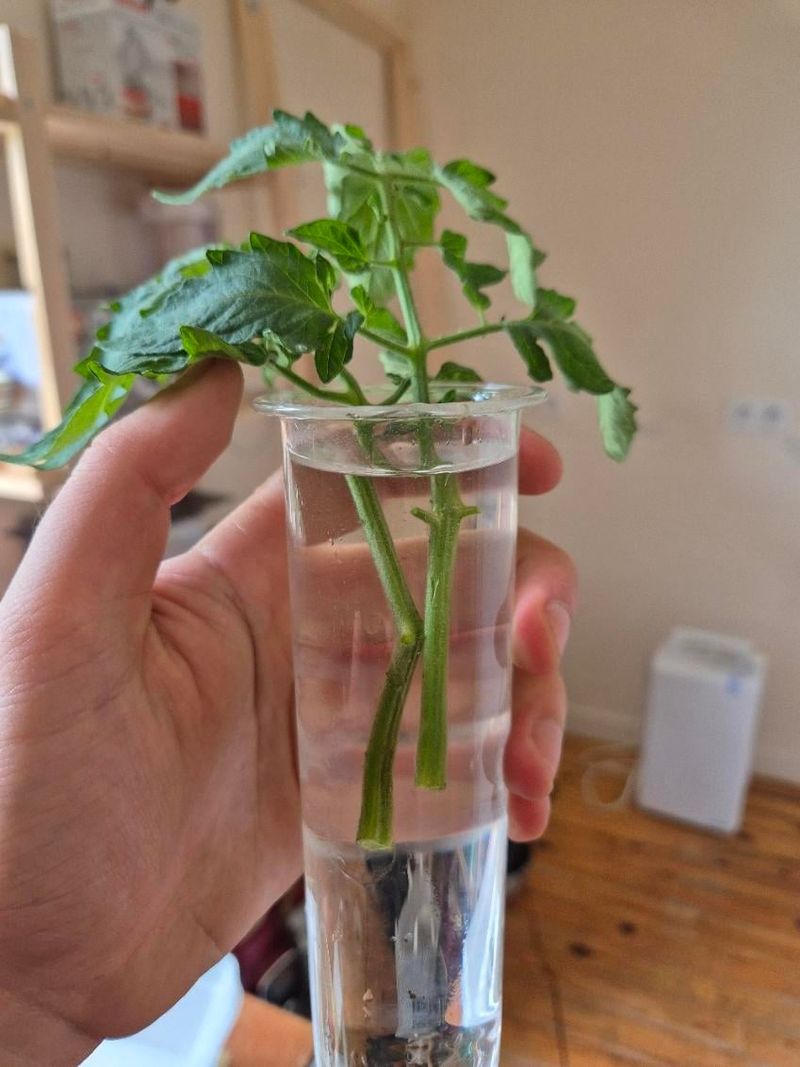 Root Tomato Suckers For Fall Plants Root Tomato Suckers For Fall Plants