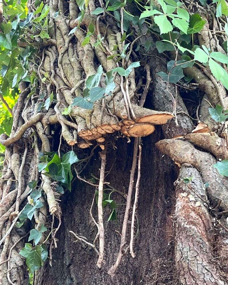 Roots And Stems Plotting A Sneaky Comeback