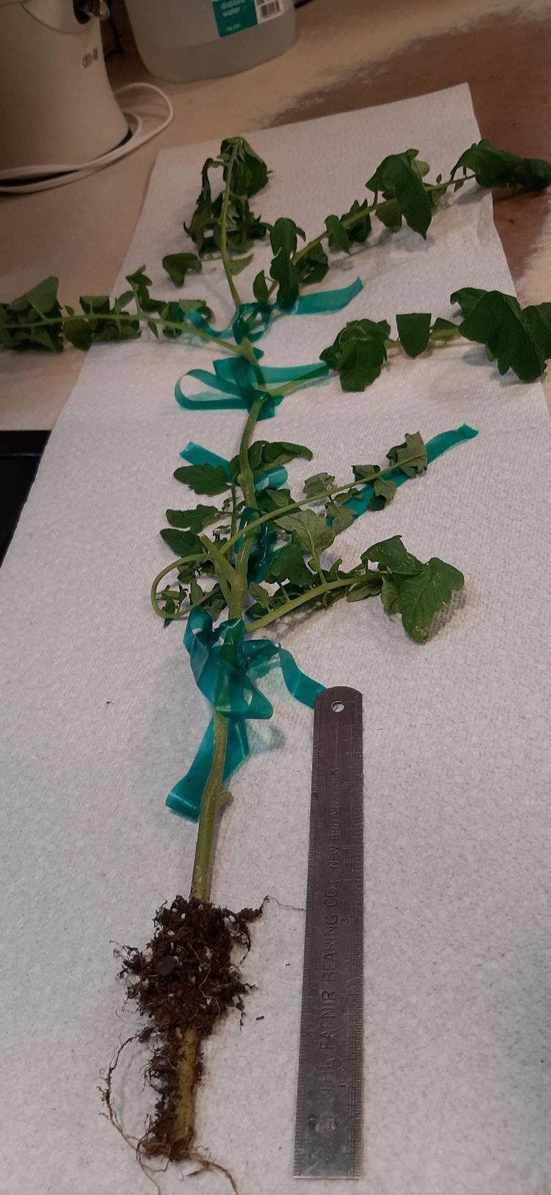 Roots Appearing Stubby Or Underdeveloped Roots Appearing Stubby Or Underdeveloped