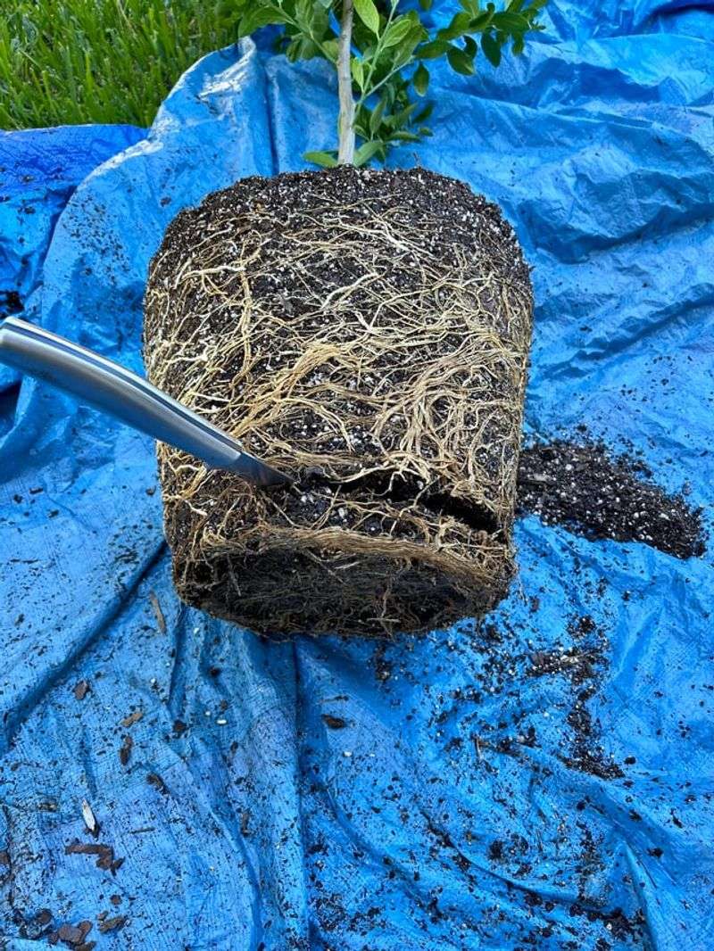 Roots Are Circling Around The Bottom Of The Pot Roots Are Circling Around The Bottom Of The Pot