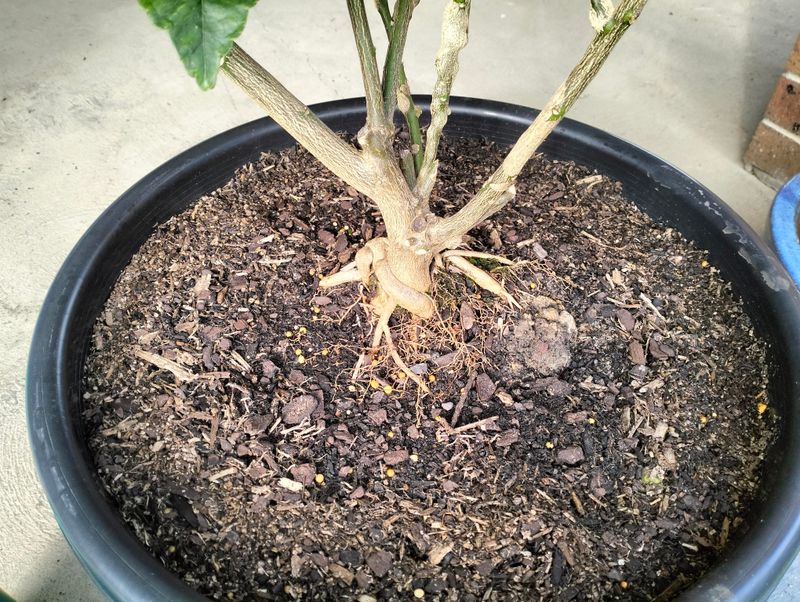 Roots Begin Pushing Out Of The Drainage Holes Roots Begin Pushing Out Of The Drainage Holes