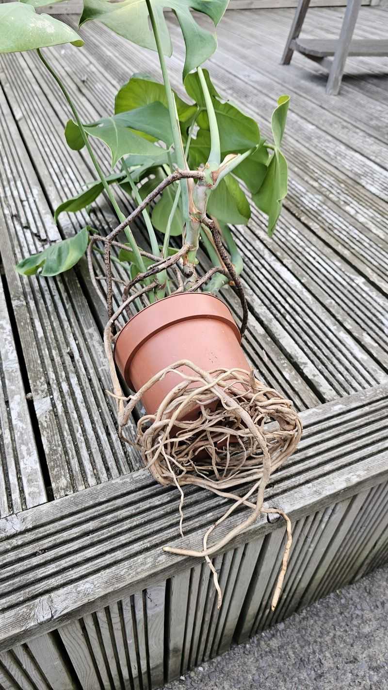 Roots Coming From The Pot May Signal Trouble