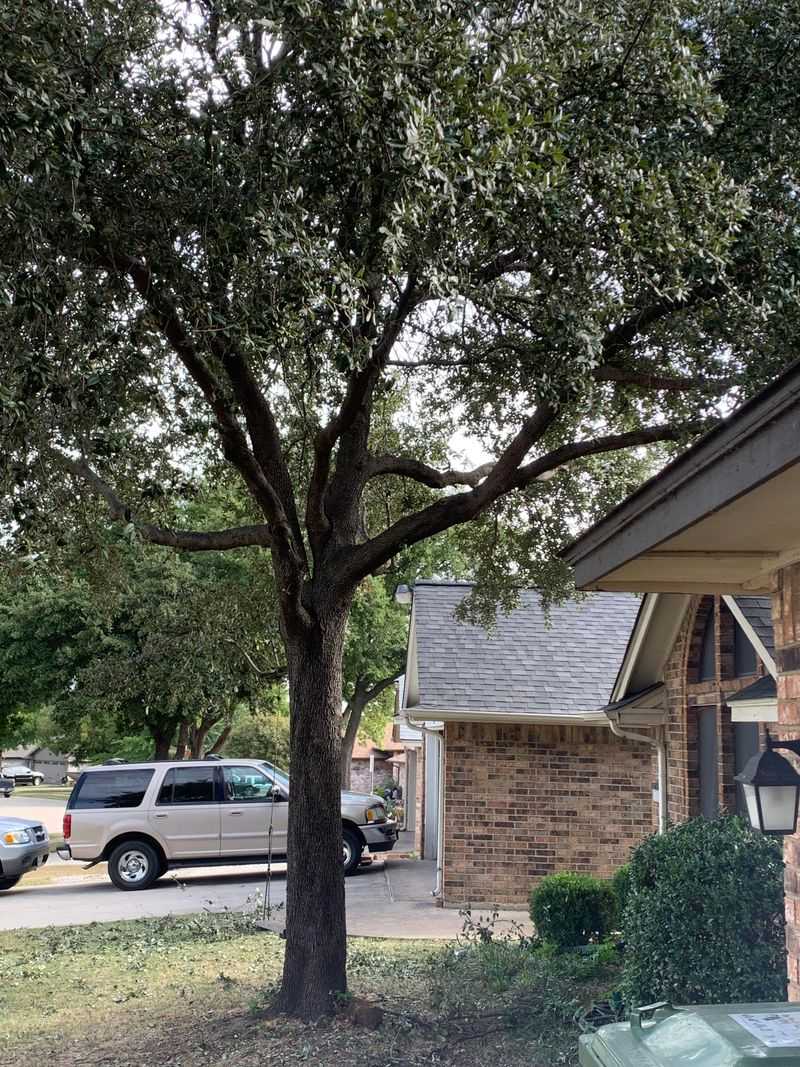 Roots Get Months Before Summer Heat