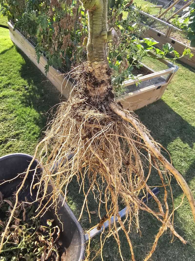 Roots Need Deeper Watering Roots Need Deeper Watering