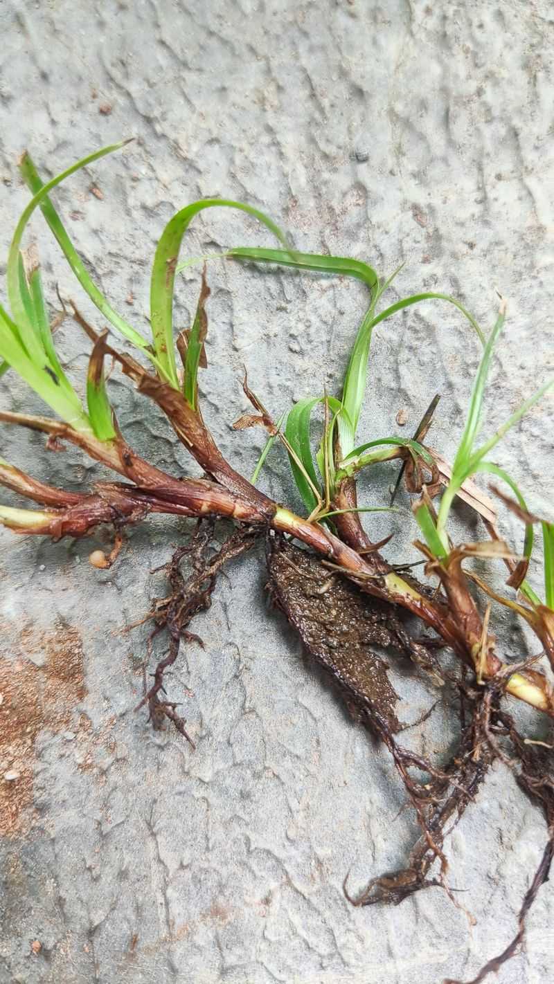 Roots Need Energy Stored, Not Top Growth