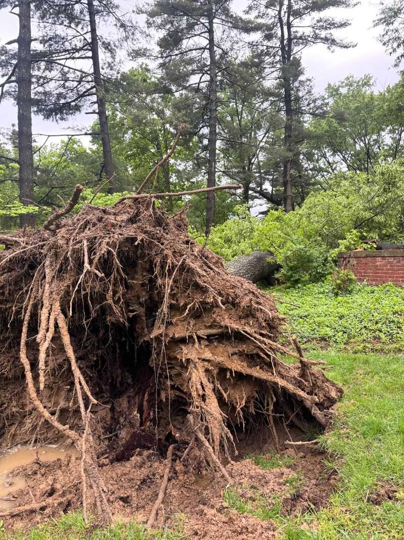 Roots Spreading Onto Neighbors' Land Cause Conflicts