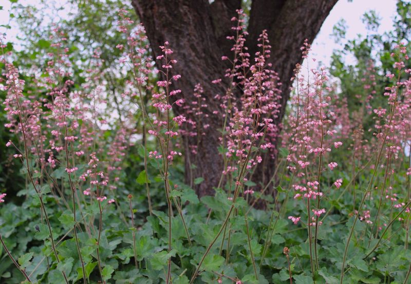 Rosada Coral Bells Brighten Shadier Path Edges