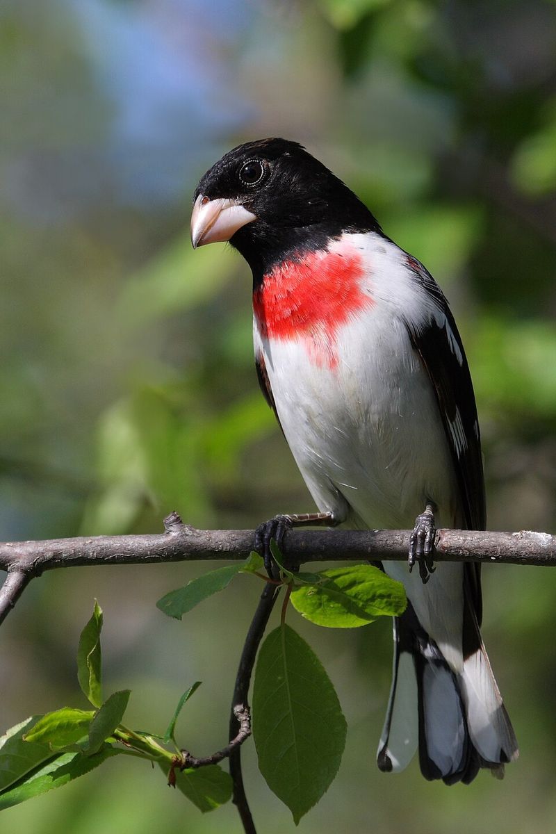 Rose-Breasted Grosbeak
