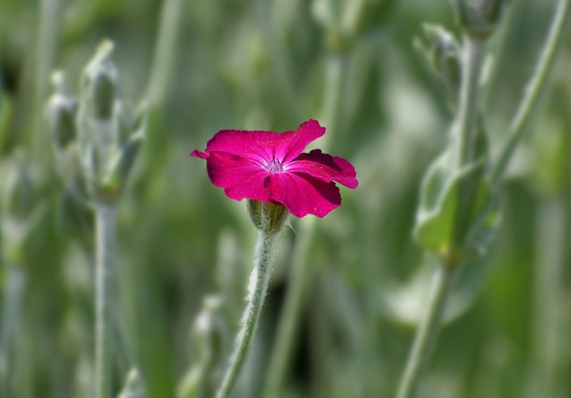 Rose Campion