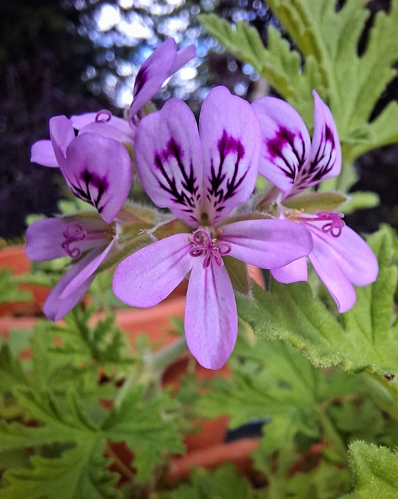 Rose Geranium Adds Another Aroma Wasps May Avoid