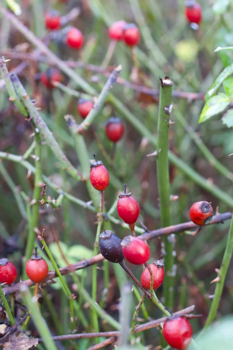 Rose Hips Tell The Bush To Slow Down