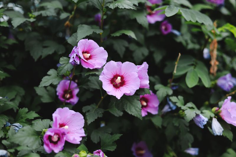 Rose Of Sharon Handles Shape Control