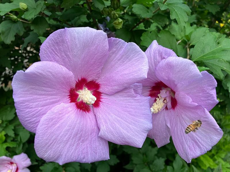 Rose Of Sharon Rose Of Sharon