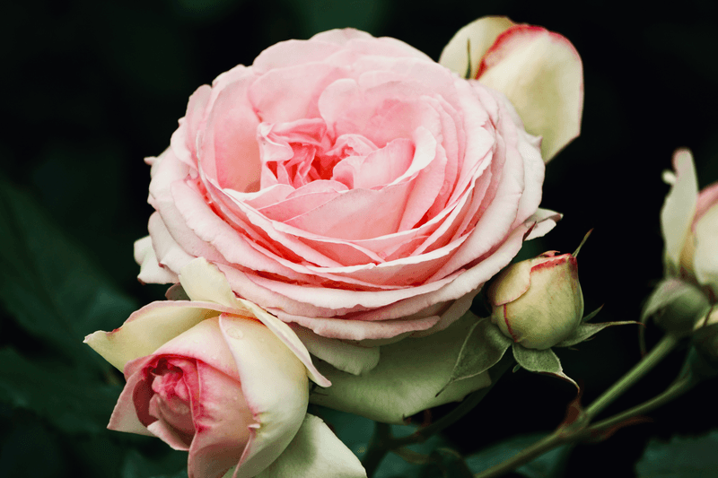Rose Rose