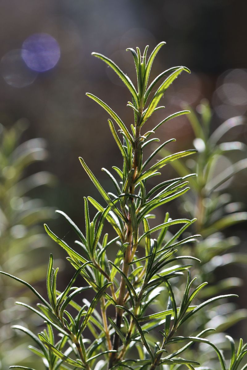 Rosemary Rosemary