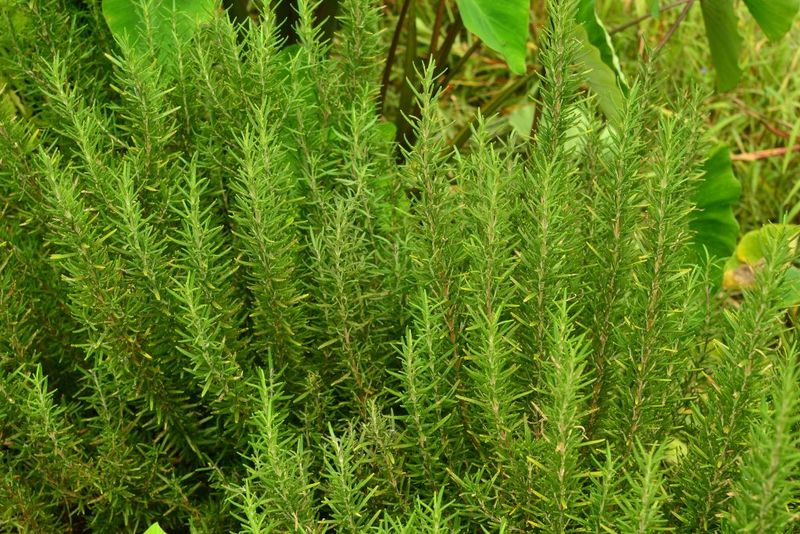 Rosemary Rosemary