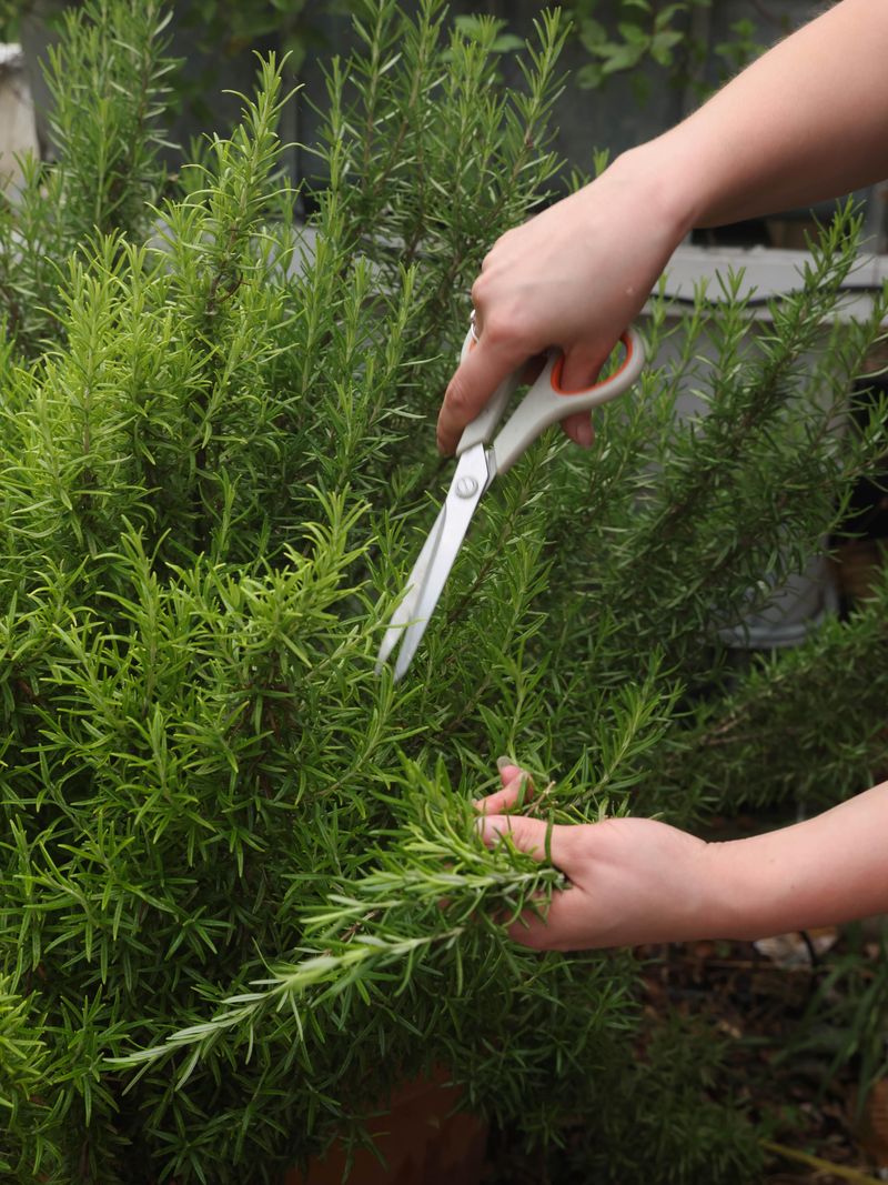 Rosemary Rosemary