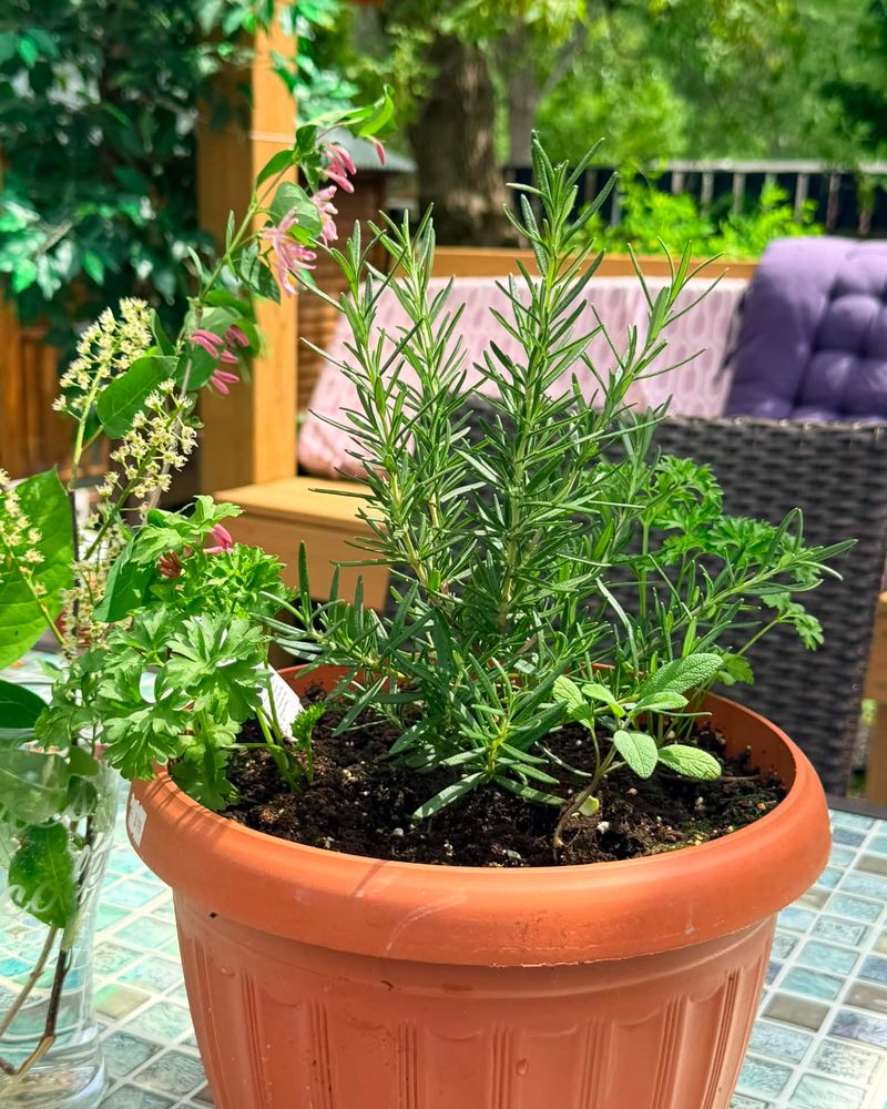 Rosemary