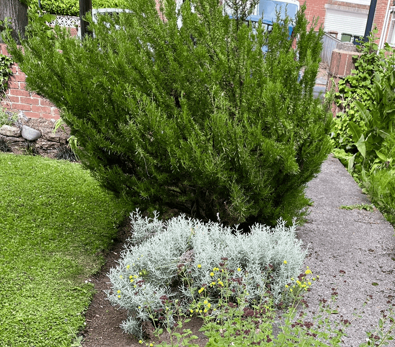 Rosemary Adds Structure Without Heavy Cover Rosemary Adds Structure Without Heavy Cover
