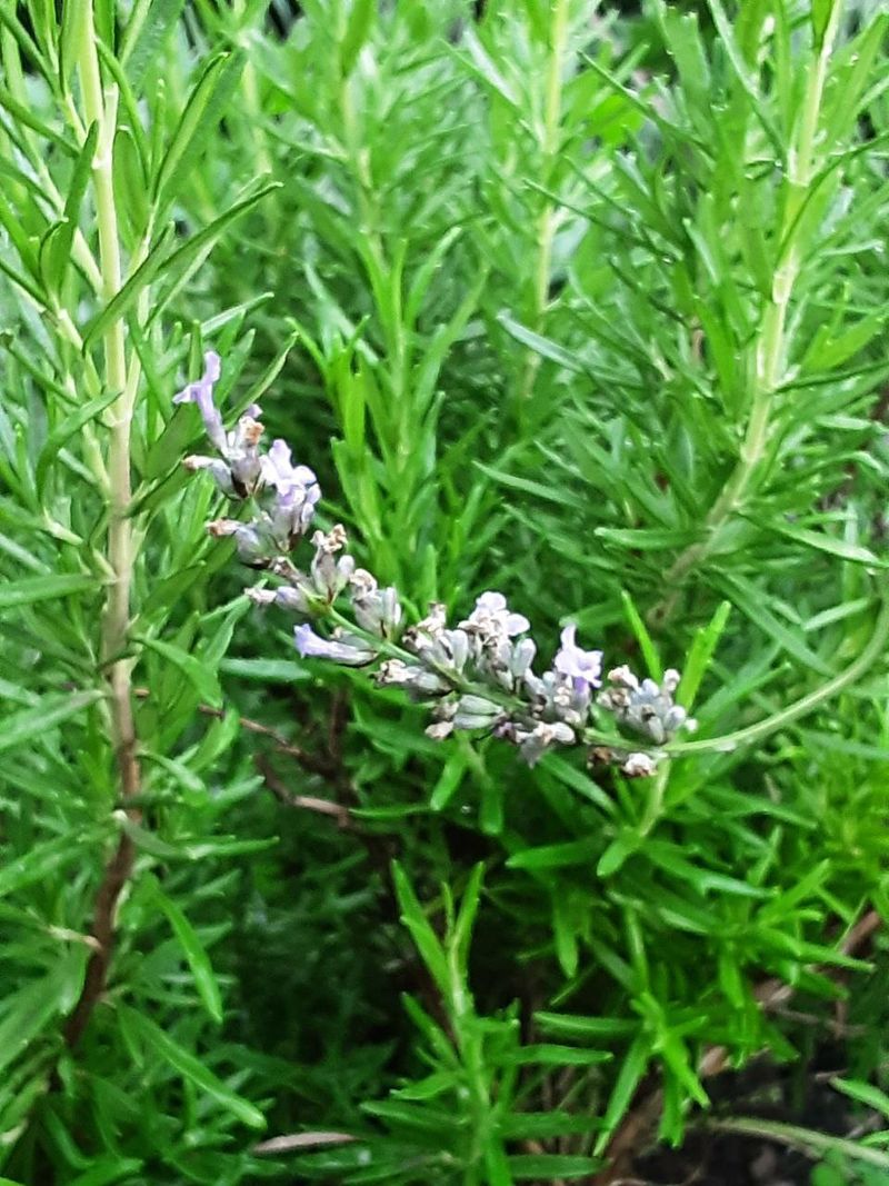 Rosemary And Lavender Rosemary And Lavender
