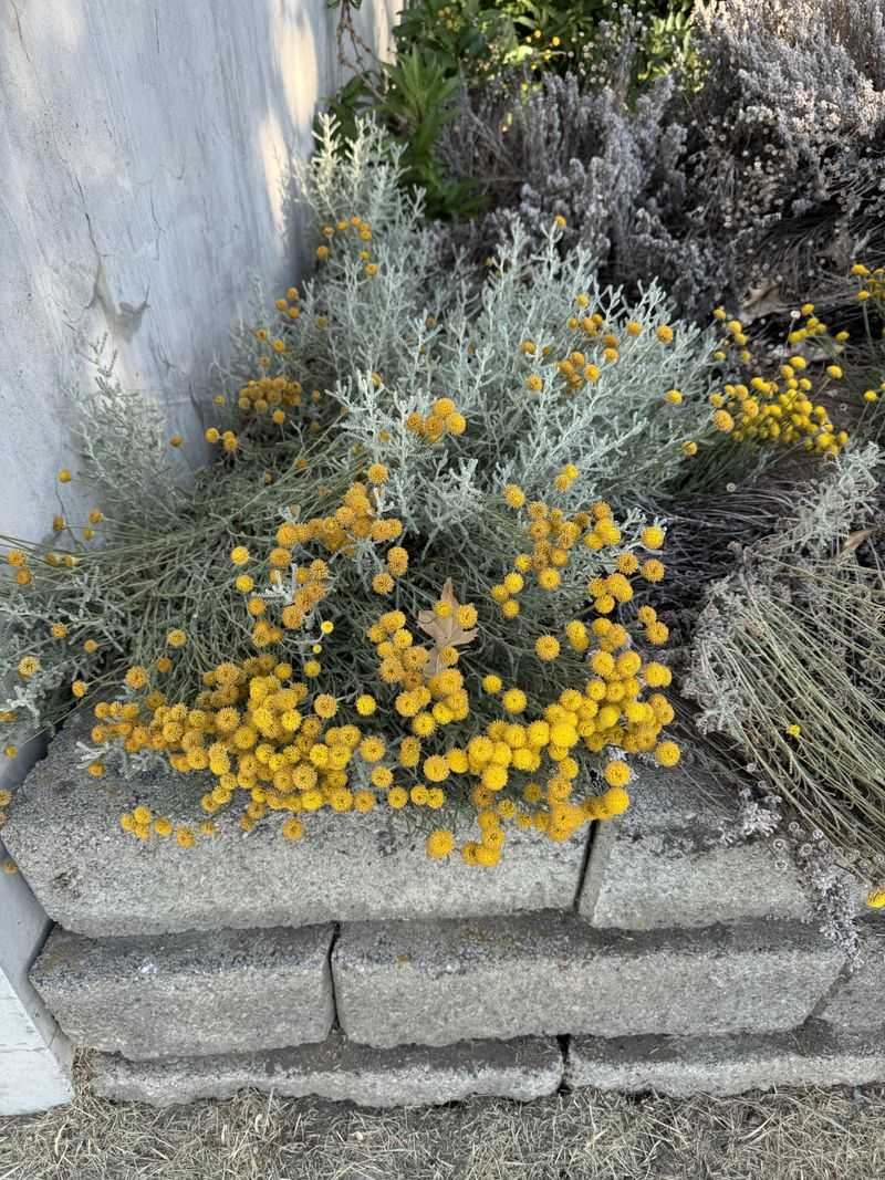Rosemary And Santolina Rosemary And Santolina