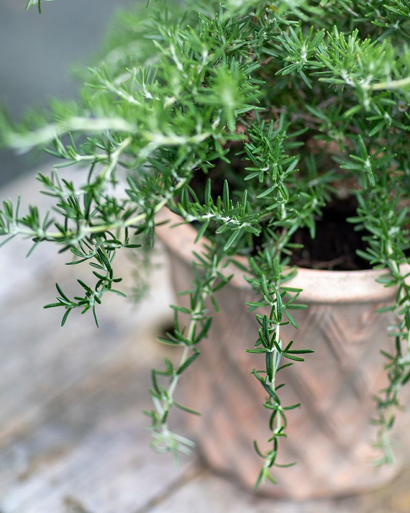 Rosemary Brings A Powerful Aromatic Punch To Sunny Doorsteps