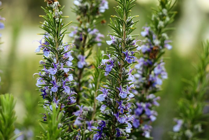 Rosemary Can Keep Producing Beyond August Rosemary Can Keep Producing Beyond August