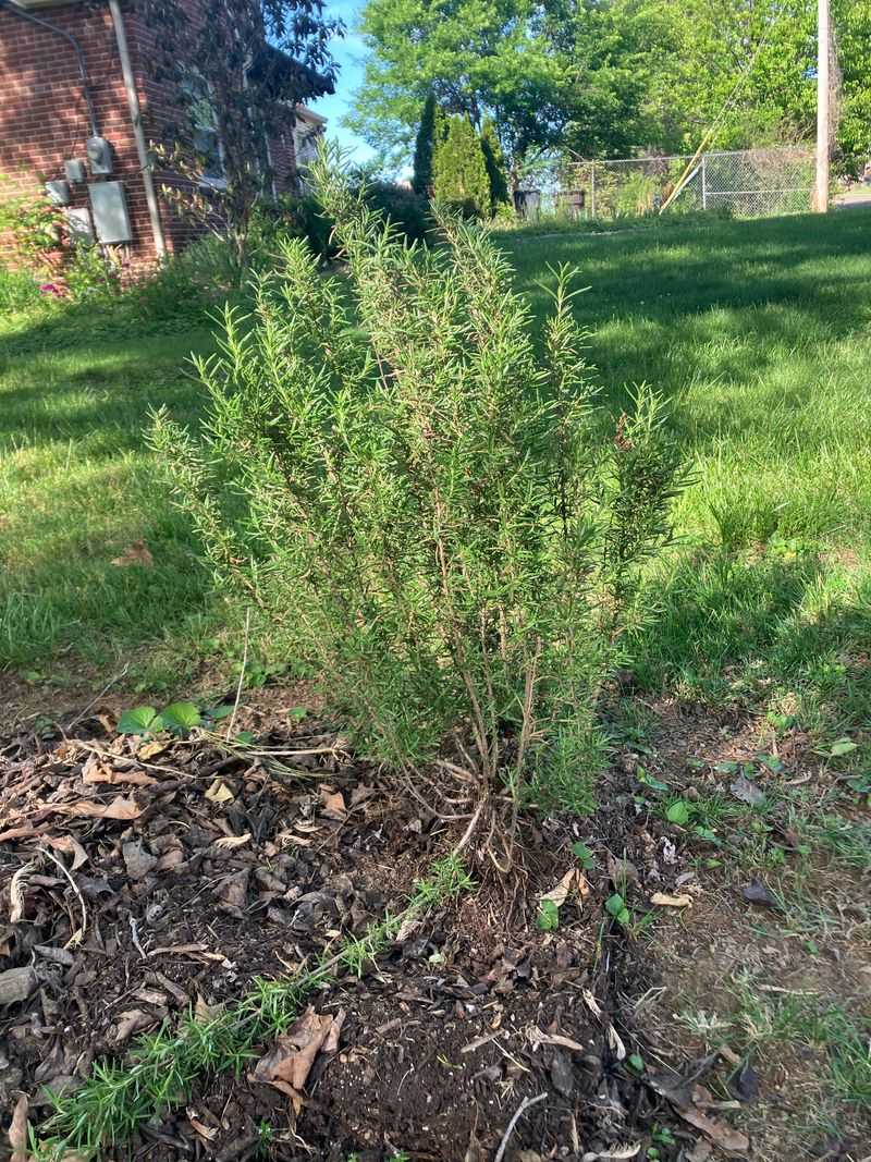 Rosemary Can Struggle After A Heavy Late Cutback
