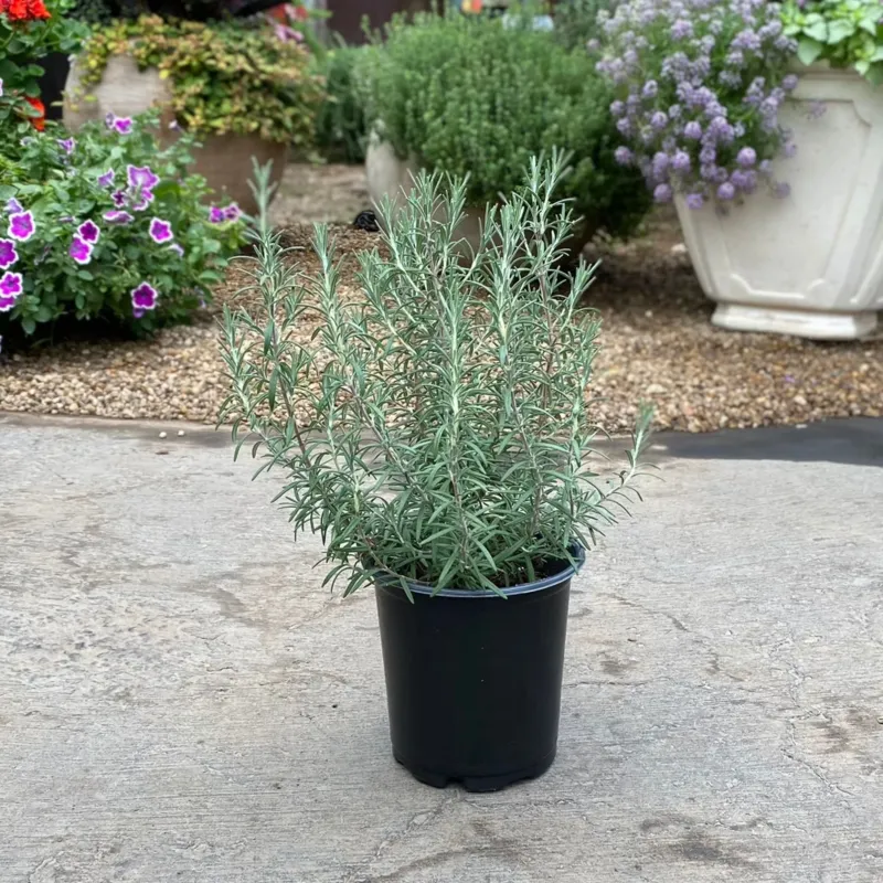 Rosemary Claims The Dry Corner Summer Rain Usually Ruins Rosemary Claims The Dry Corner Summer Rain Usually Ruins