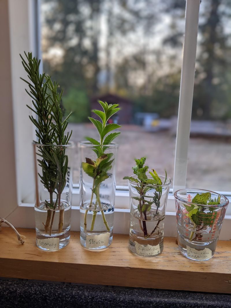 Rosemary Cuttings Survive Wisconsin Winters Indoors