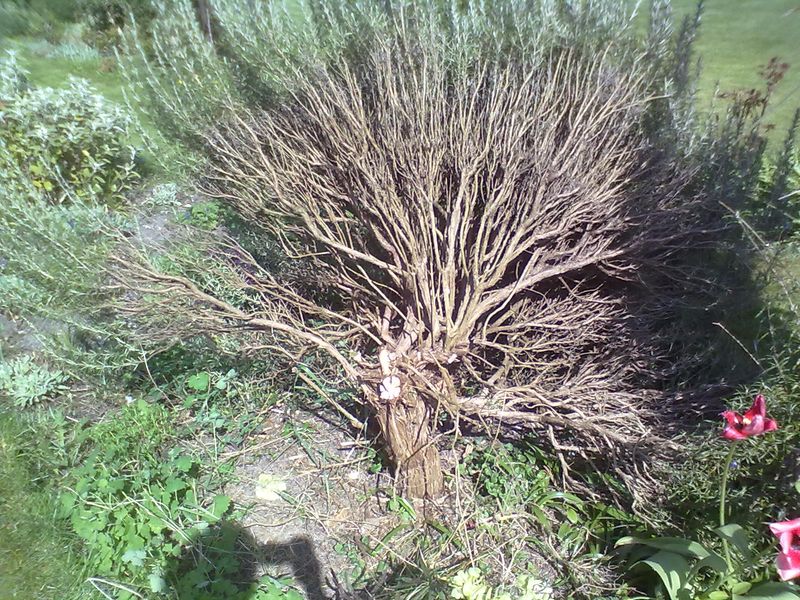 Rosemary Growing Thick Right Against The House Rosemary Growing Thick Right Against The House