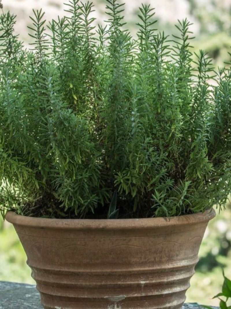 Rosemary Handles Hot Sunny Entryways Better Than Many Herbs