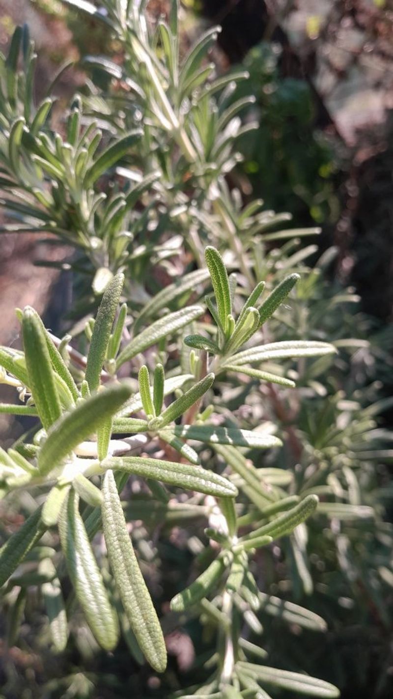 Rosemary Is Built For Hot, Dry Texas Summers Rosemary Is Built For Hot, Dry Texas Summers