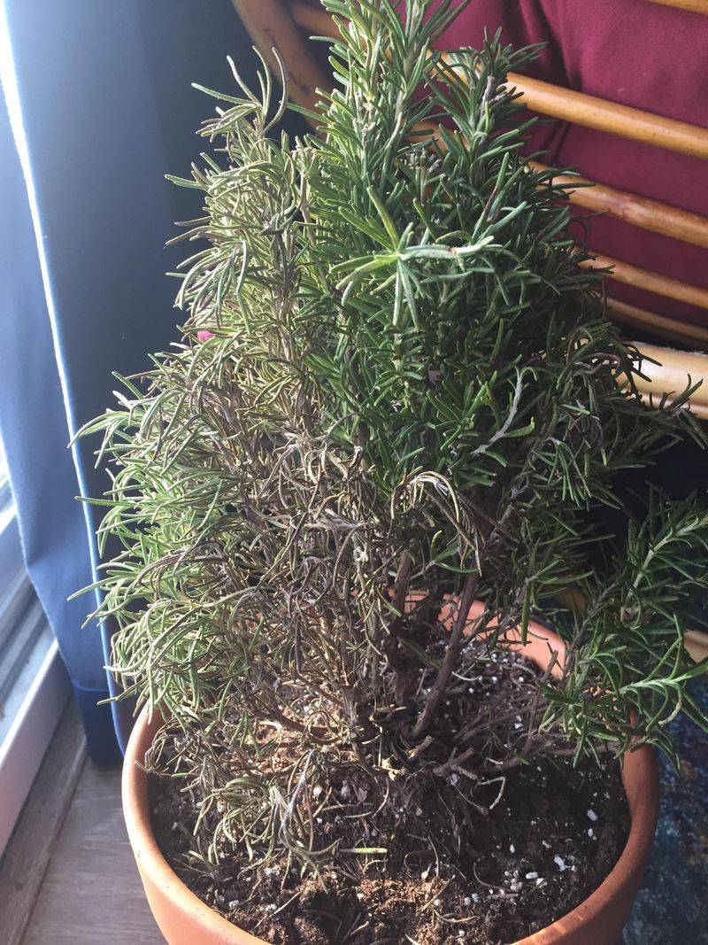 Rosemary Is Especially Vulnerable