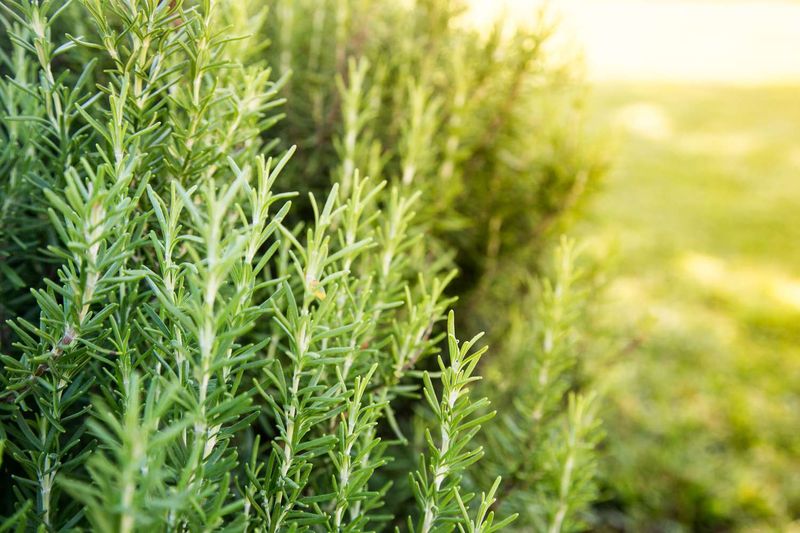 Rosemary Keeps Going Through Late-August Heat