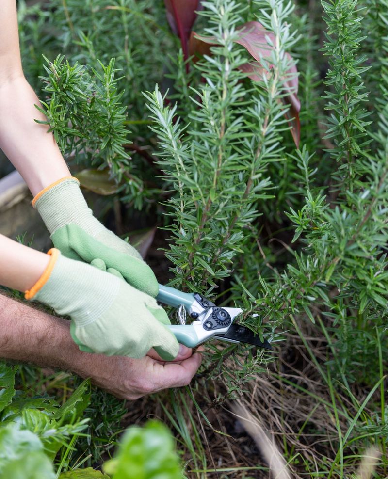 Rosemary Pulls Double Duty Against Mosquitoes Rosemary Pulls Double Duty Against Mosquitoes