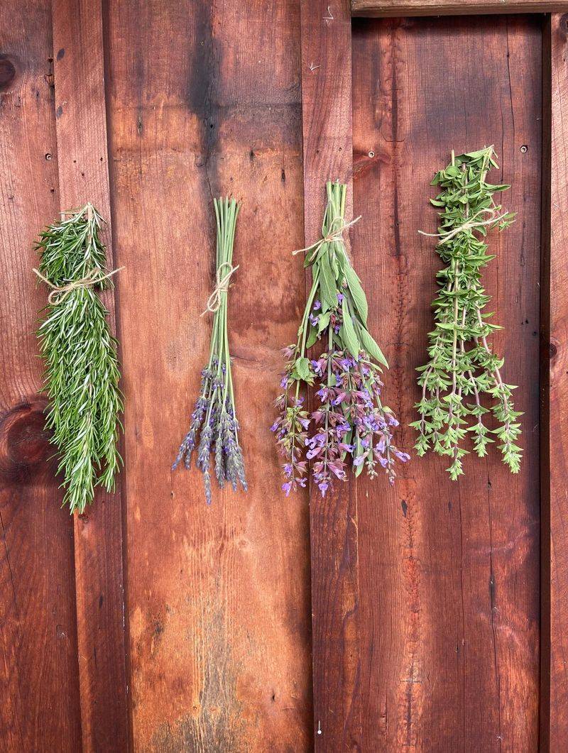 Rosemary, Thyme, Oregano, Sage, And Lavender Are Well Suited To Drying
