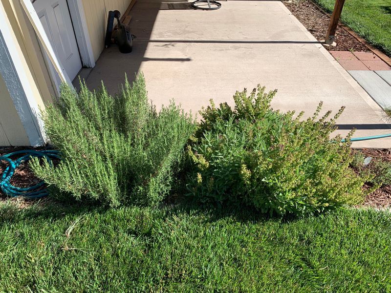 Rosemary Turning Up The Garden Fragrance