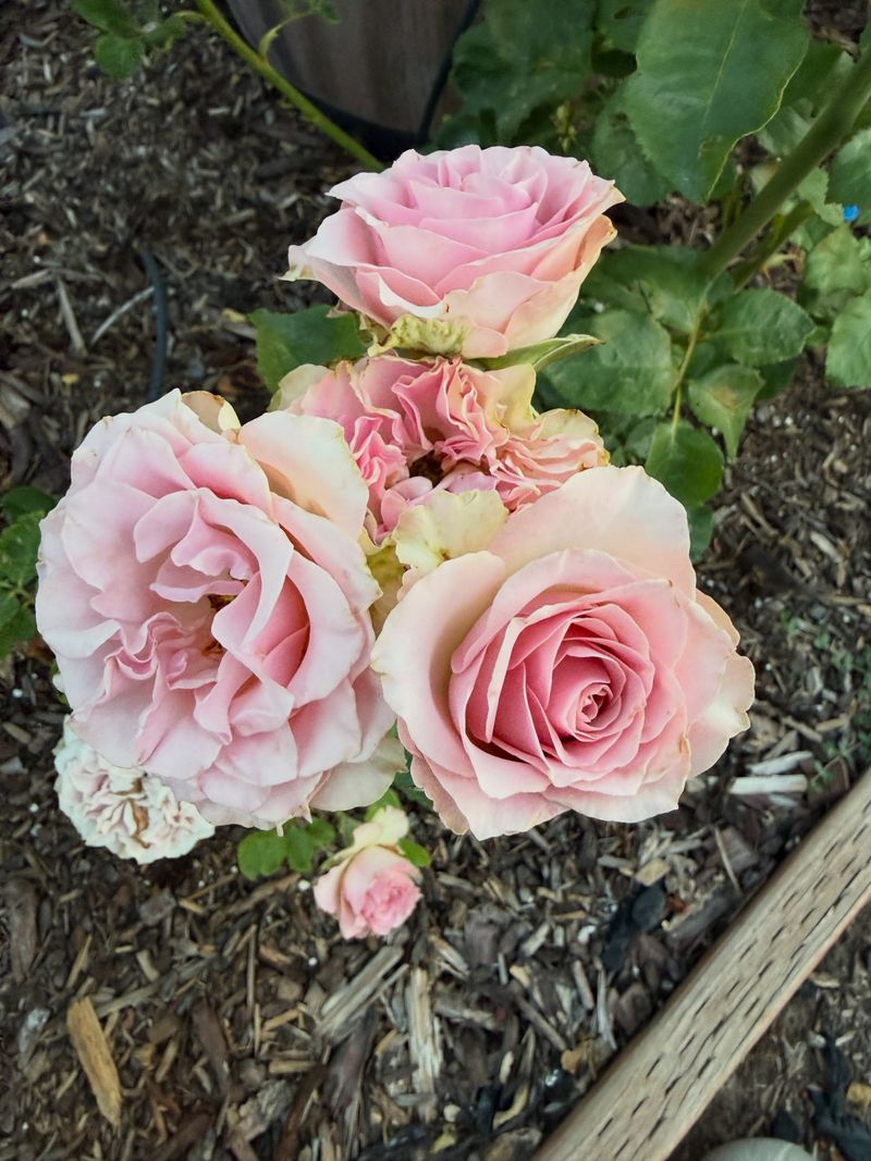 Roses Need Consistent Water Through Late August