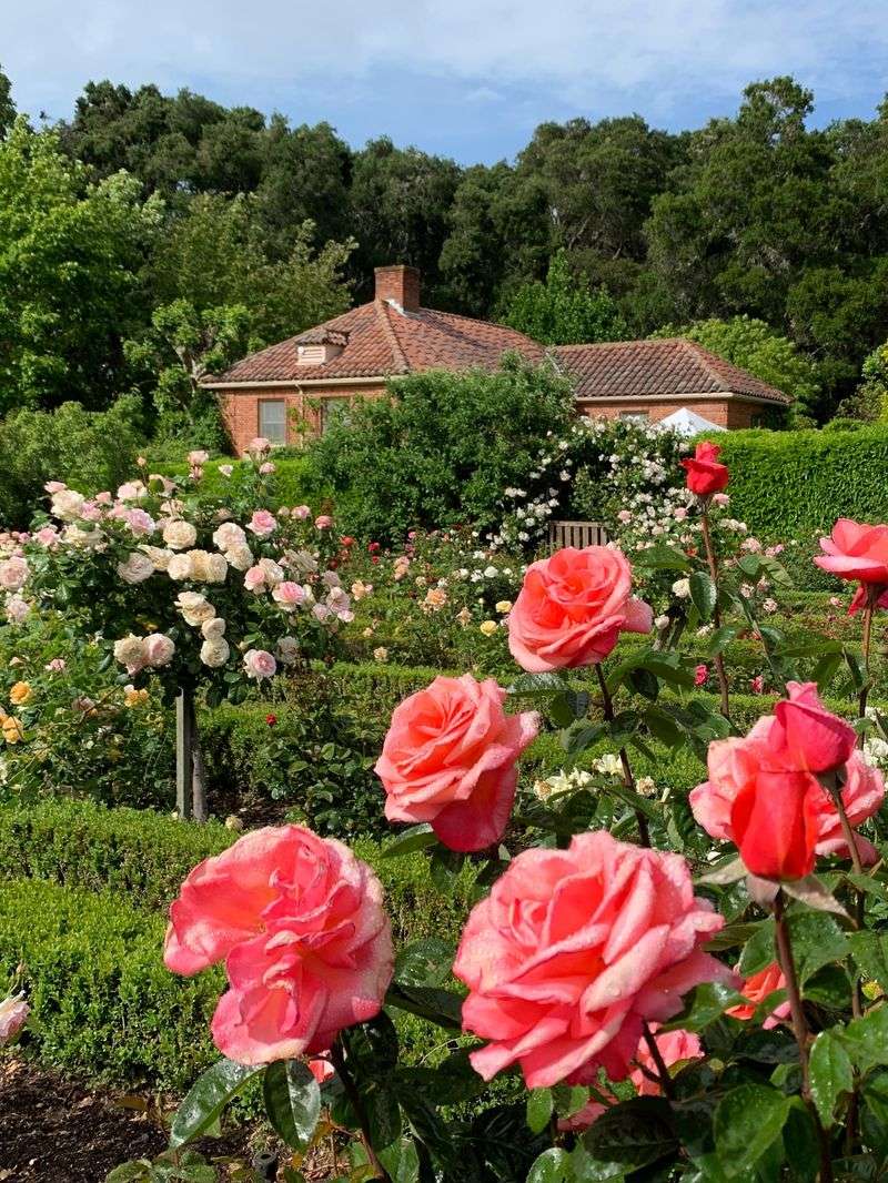 Roses Need Time To Harden