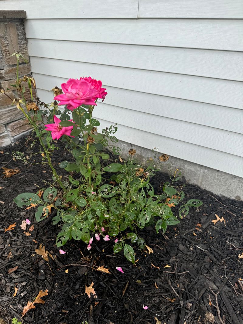 Roses Need To Slow Down