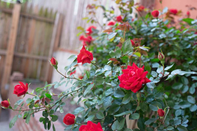 Roses Should Get Their Final Feeding In August