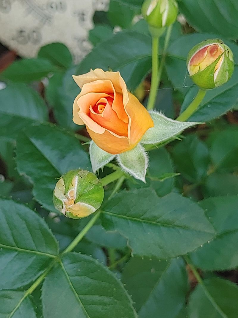 Roses That Need To Stop Pushing Tender New Growth