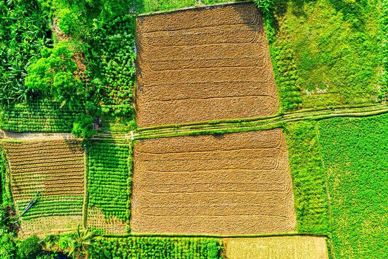 Rotate Crops Yearly To Disrupt Pest Cycles Rotate Crops Yearly To Disrupt Pest Cycles