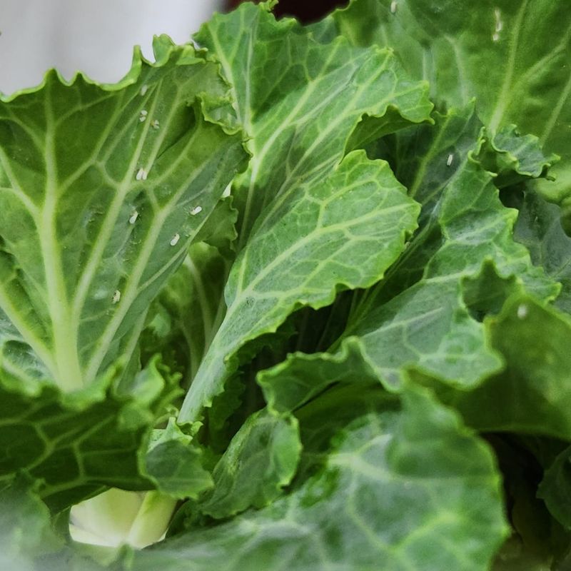 Rotate Insecticidal Soap And Horticultural Oil Applications Rotate Insecticidal Soap And Horticultural Oil Applications