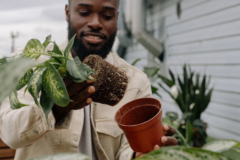 Rotate The Plant For Even Growth